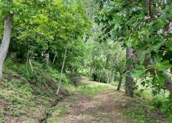 Terreno - Rustico contrada Bottaccio, 8, Mondavio - foto 16