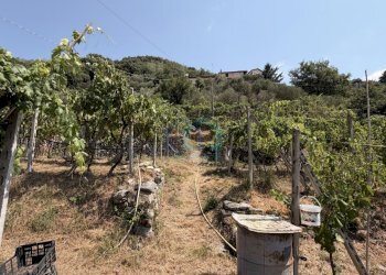 ORTO/FRUTTETO - Villa Via Tecci 16, Quiliano - photo 13