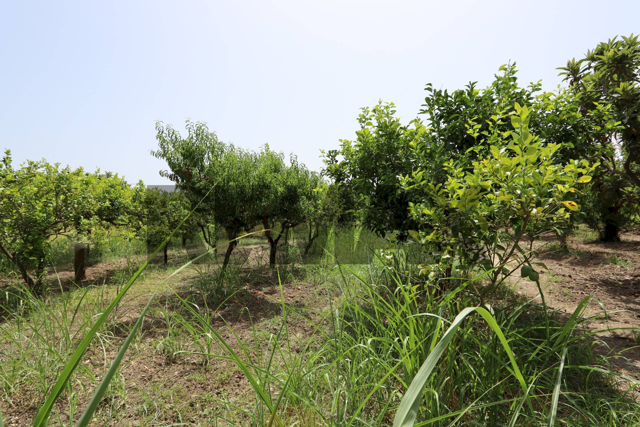 Giardino - Terreno agricolo Contrada Quadararo
 
snc, Calatabiano - foto 1