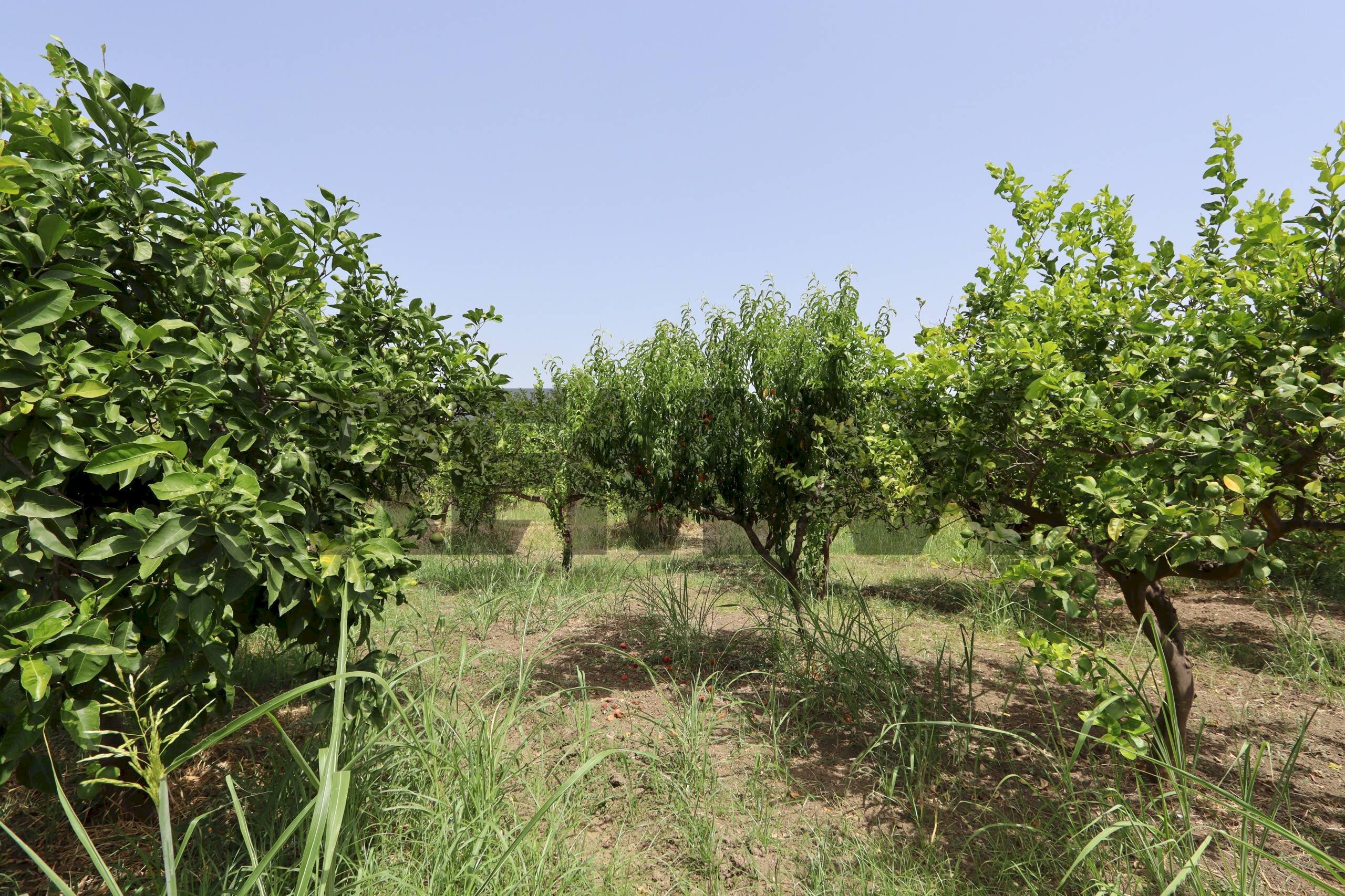 Giardino - Terreno agricolo Contrada Quadararo
 
snc, Calatabiano - foto 3