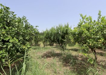 Giardino - Terreno agricolo Contrada Quadararo
snc, Calatabiano - foto 3