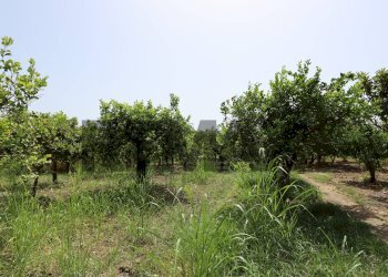 Giardino - Terreno agricolo Contrada Quadararo
snc, Calatabiano - foto 5