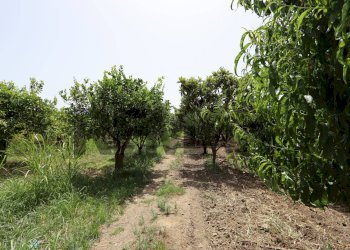 Giardino - Terreno agricolo Contrada Quadararo
snc, Calatabiano - foto 7
