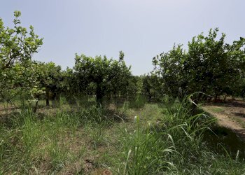 Giardino - Terreno agricolo Contrada Quadararo
snc, Calatabiano - foto 10
