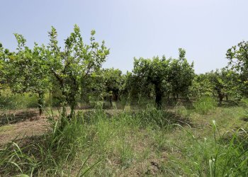 Giardino - Terreno agricolo Contrada Quadararo
snc, Calatabiano - foto 11