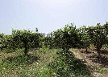 Giardino - Terreno agricolo Contrada Quadararo
snc, Calatabiano - foto 12