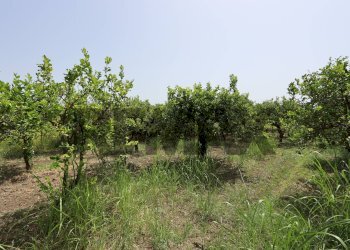 Giardino - Terreno agricolo Contrada Quadararo
snc, Calatabiano - foto 13