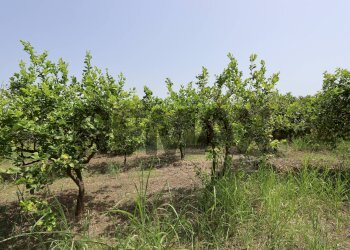 Giardino - Terreno agricolo Contrada Quadararo
snc, Calatabiano - foto 14