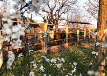 Casa all\'aperto - Casa indipendente prondolo
 
91, Portomaggiore - foto 37