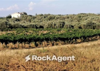 Terreno - Terreno agricolo via Formale Rotondo, Lanuvio - foto 5