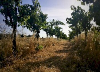Terreno - Terreno agricolo via Formale Rotondo, Lanuvio - foto 7