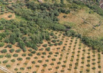 DJI_0768 - Terreno agricolo Via San Leo, Adrano - foto 24