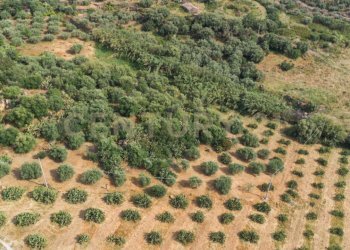 DJI_0772 - Terreno agricolo Via San Leo, Adrano - foto 28