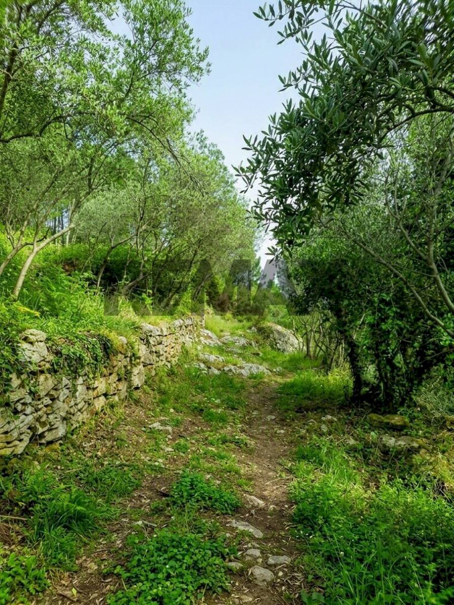 Giardino - Terreno agricolo Località la Verruca Coli
 
1, Vicopisano - foto 3