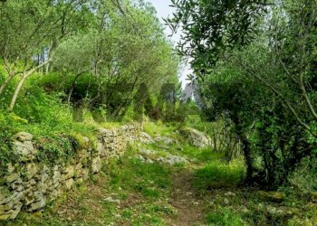 Giardino - Terreno agricolo Località la Verruca Coli
 
1, Vicopisano - foto 3