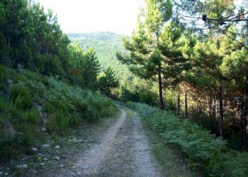 viale d\'ingresso - Terreno agricolo Località la Verruca Coli
 
1, Vicopisano - foto 4