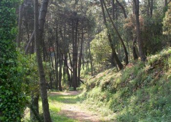 viale d\'ingresso - Terreno agricolo Località la Verruca Coli
 
1, Vicopisano - foto 6
