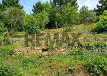 Giardino - Terreno agricolo Località la Verruca Coli
 
1, Vicopisano - foto 7