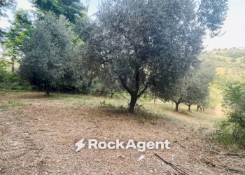 Terreno - Terreno agricolo via Sotto il Loco, Sant'Omero - foto 7