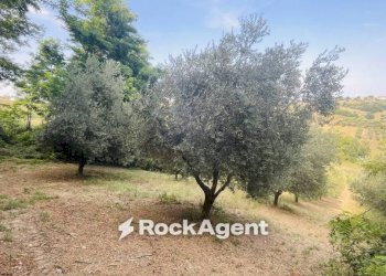 Terreno - Terreno agricolo via Sotto il Loco, Sant'Omero - foto 9