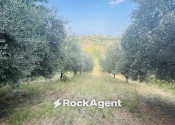 Terreno - Terreno agricolo via Sotto il Loco, Sant'Omero - foto 11