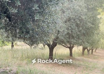 Terreno - Terreno agricolo via Sotto il Loco, Sant'Omero - foto 13