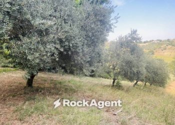 Terreno - Terreno agricolo via Sotto il Loco, Sant'Omero - foto 20