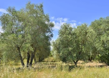 3 Uliveto di proprietà bis - Villa VOCABOLO COPIO, Baschi - foto 8