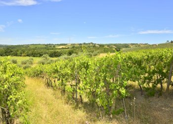 4 Vigna di proprietà bis - Villa VOCABOLO COPIO, Baschi - foto 9