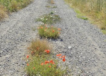 24 strada di confine - Villa VOCABOLO COPIO, Baschi - foto 24
