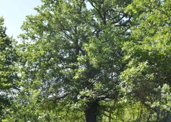 25 quercia di proprietà - Villa VOCABOLO COPIO, Baschi - foto 25