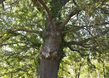 26  quercia di proprietà - Villa VOCABOLO COPIO, Baschi - foto 26