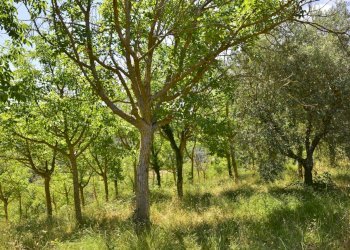 27 noceto di proprietà - Villa VOCABOLO COPIO, Baschi - foto 27