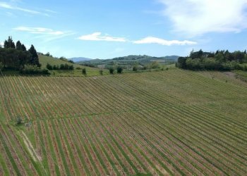 Agricultural land Casalfiumanese - photo 4