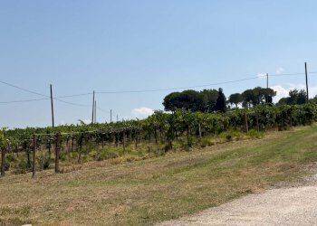Agricultural land Casalfiumanese - photo 5