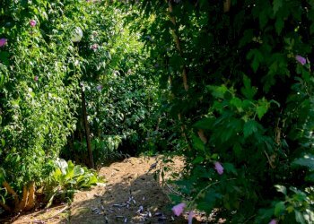 Giardino - Villa Via Ugo Foscolo
 
17, Credaro - photo 10
