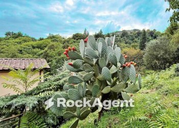 Terreno - Villa via Sismondi, Pescia - foto 27