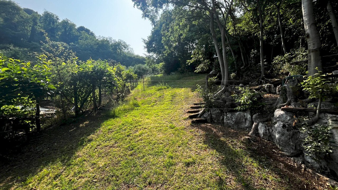 uliveto - Agricultural land Via Bazziola, Monteviale - photo 3