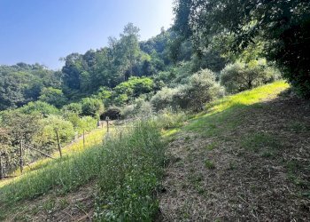 uliveto - Agricultural land Via Bazziola, Monteviale - photo 4