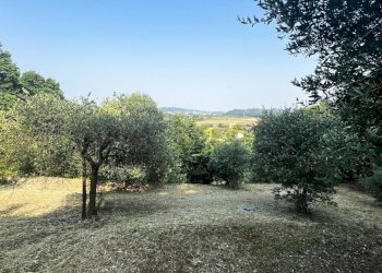 uliveto - Agricultural land Via Bazziola, Monteviale - photo 16