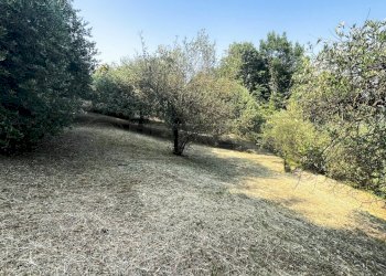 uliveto - Agricultural land Via Bazziola, Monteviale - photo 17