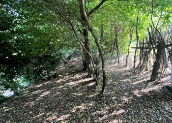 bosco - Agricultural land Via Bazziola, Monteviale - photo 18
