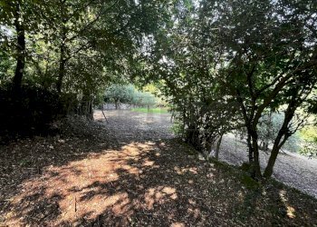 bosco - Agricultural land Via Bazziola, Monteviale - photo 19