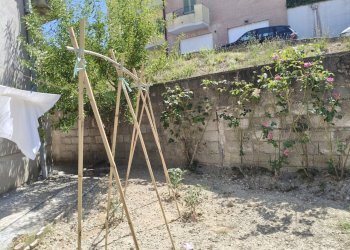 IMG20260724115834 - Apartment Via Agostino Arcangeli Carosi 12, Montecastrilli - photo 5