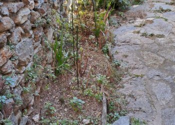 Giardino - Casa indipendente località Treccione
 
snc, San Siro - foto 44