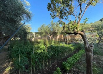 Giardino - Villa Contrada Bosco di Sopra
 
snc, Canicattini Bagni - foto 19