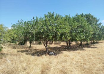 Giardino - Terreno agricolo contrada canzeria - cugni di cassaro
sn, Noto - foto 2
