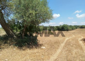 Giardino - Terreno agricolo contrada canzeria - cugni di cassaro
sn, Noto - foto 4