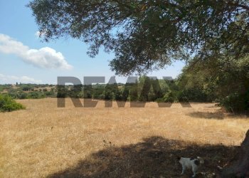 Giardino - Terreno agricolo contrada canzeria - cugni di cassaro
sn, Noto - foto 10