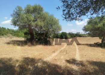 Giardino - Terreno agricolo contrada canzeria - cugni di cassaro
sn, Noto - foto 11